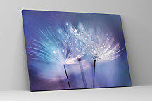 Obraz Púpavy zs1255